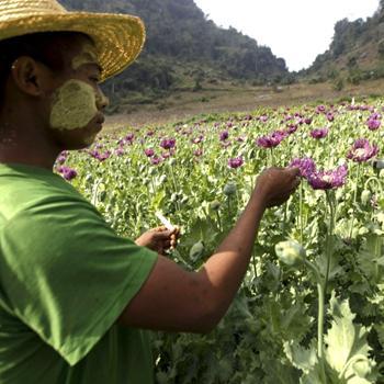 Papaverteelt bereikt hoogtepunt
